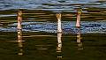 Kirms Photography Crested Cormorant-5